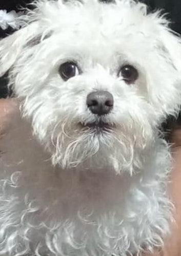 ¿Sabías que los Perros Pueden Ser Zurdos? La Curiosa Historia de Simón y un Descubrimiento Inesperado