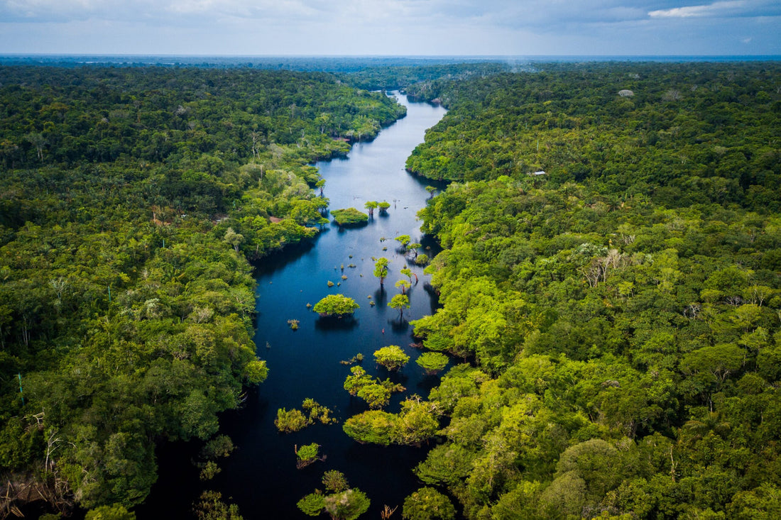 Corredor Bioeconómico Amazónico: Transformando la Selva en un Hub de Innovación Sostenible